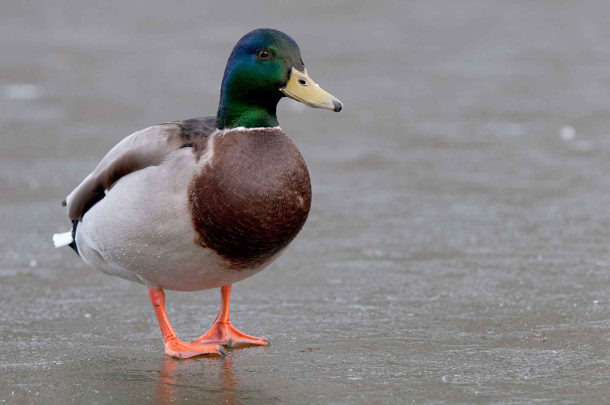 Nikon D300 sample photo. Stockente photography
