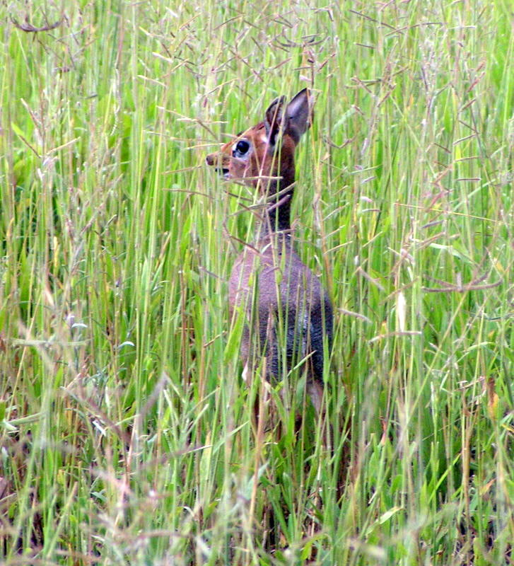 KONICA MINOLTA DiMAGE Z1 sample photo. Tanzanie - dik-dik  dit la cacahuète des savanes(la plus petite gazelle d'afrique) photography
