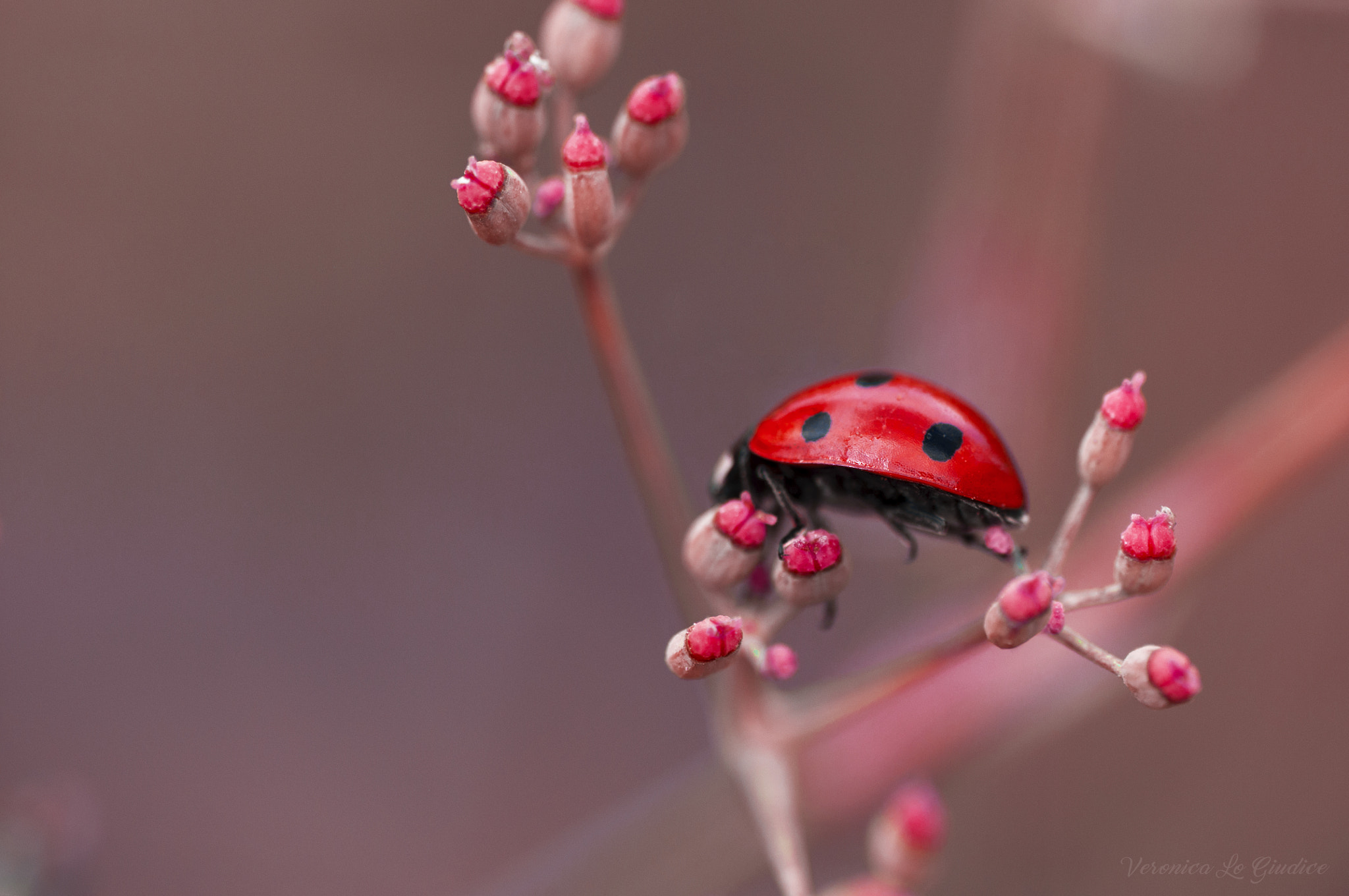 Nikon D5000 sample photo. Ladybug photography