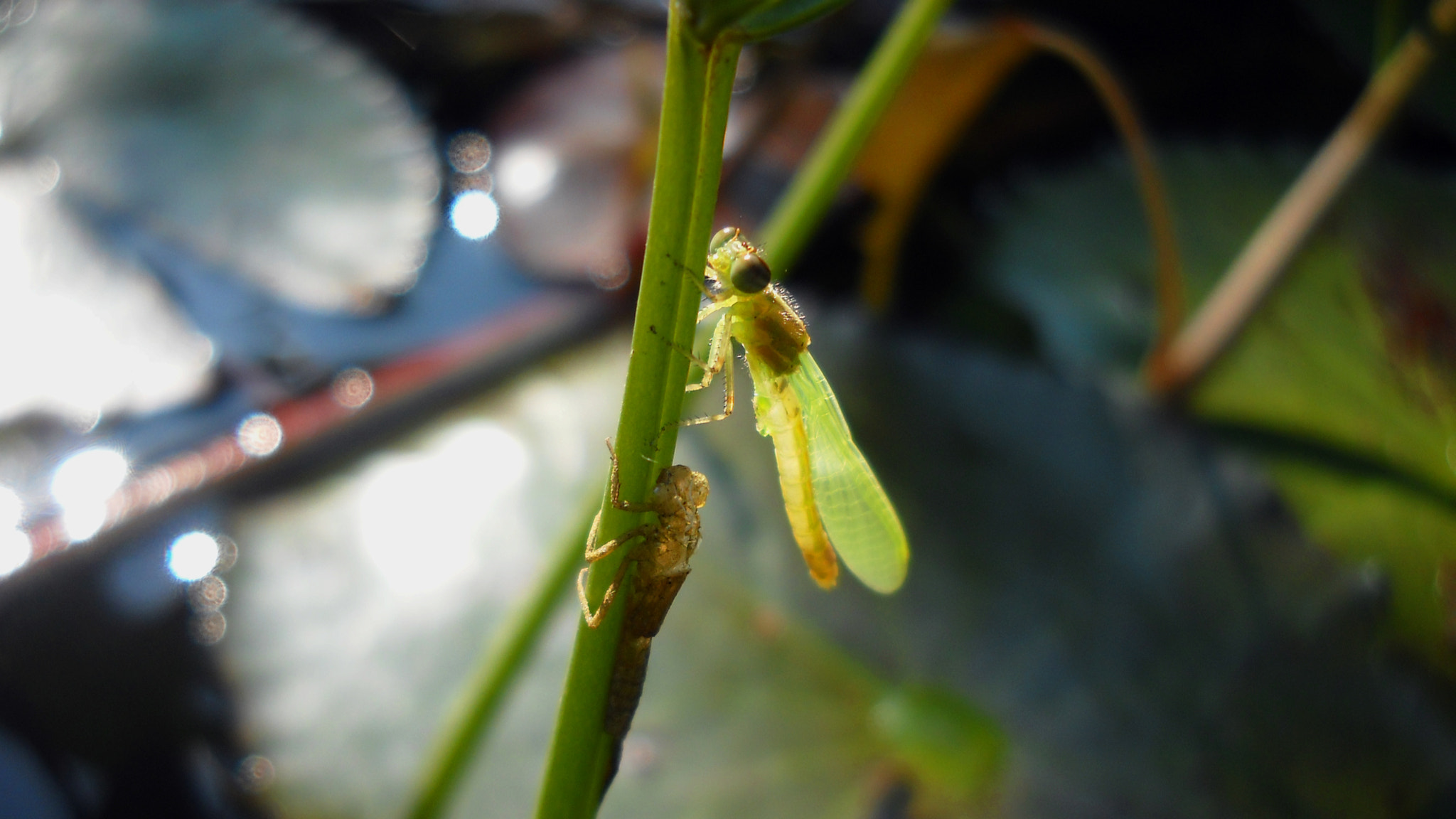 Nikon Coolpix L19 sample photo. Odonata makeover photography