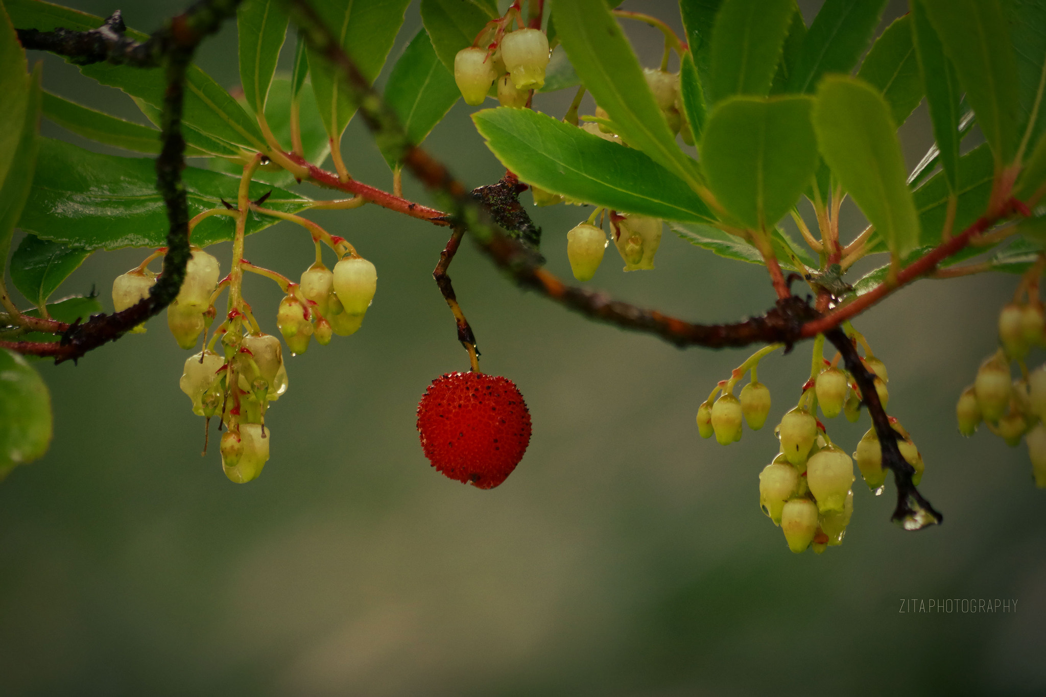smc Pentax-DA L 50-200mm F4-5.6 ED WR sample photo. ... photography