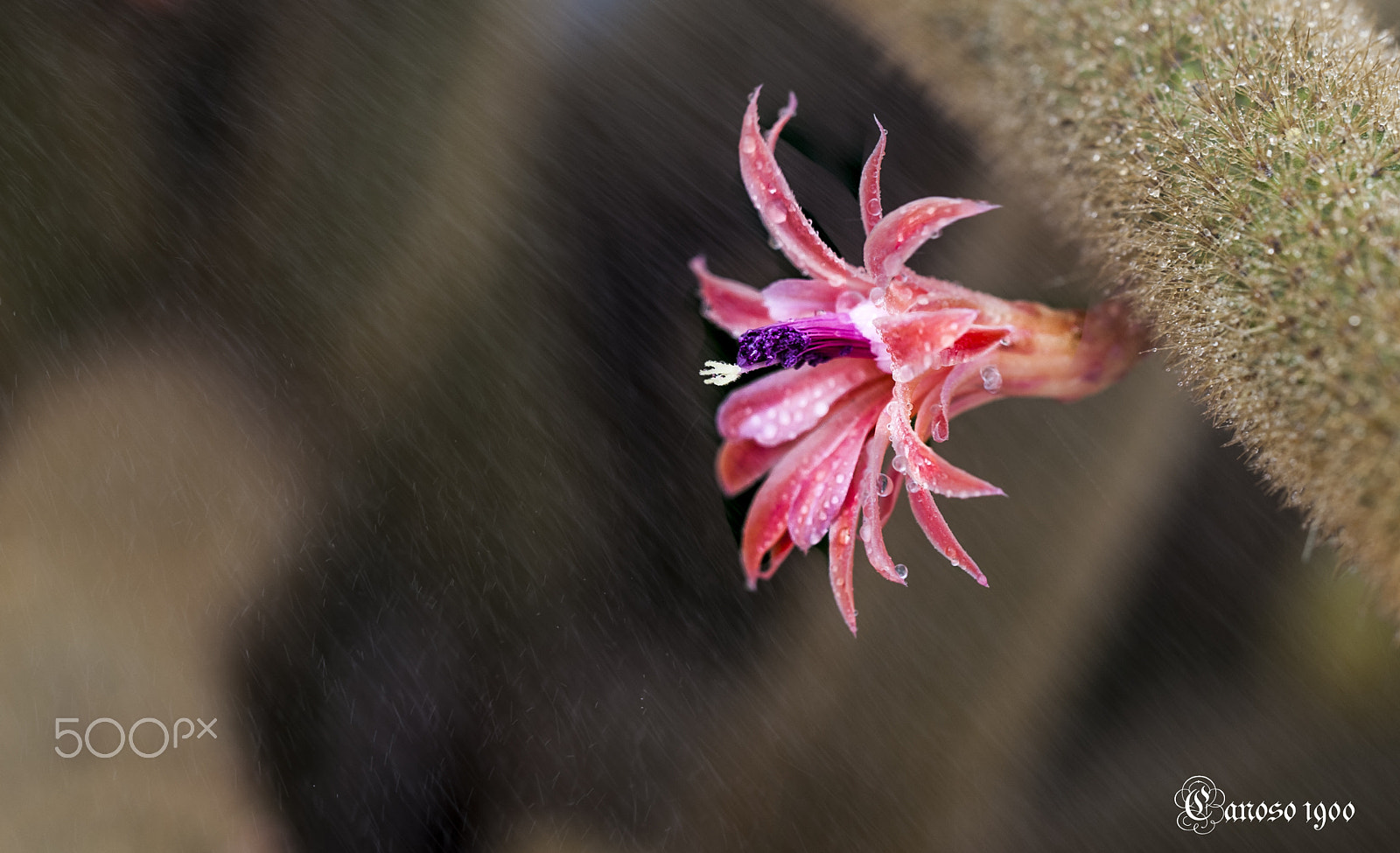 Sigma 150mm F2.8 EX DG OS Macro HSM sample photo. Riego photography