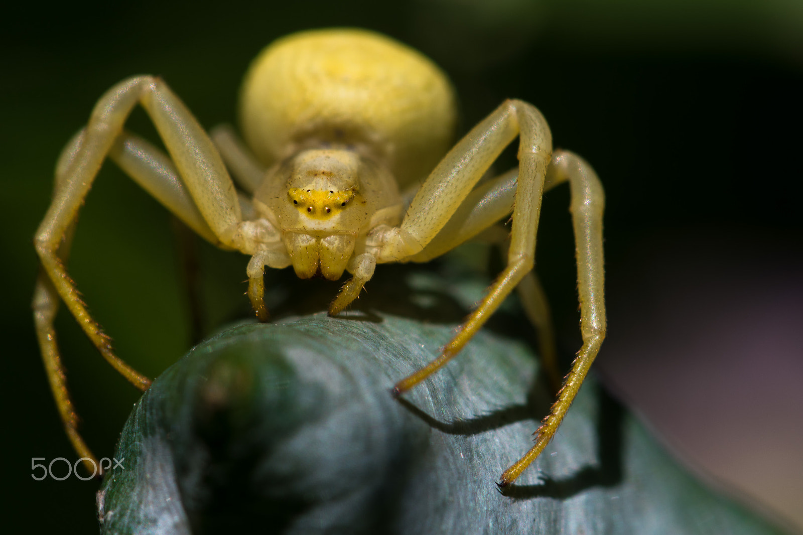 Nikon AF-S Micro-Nikkor 105mm F2.8G IF-ED VR sample photo. White spider photography