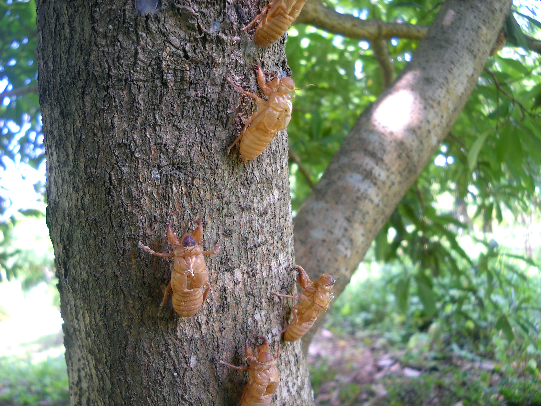 Nikon Coolpix L19 sample photo. Determine cicadas photography