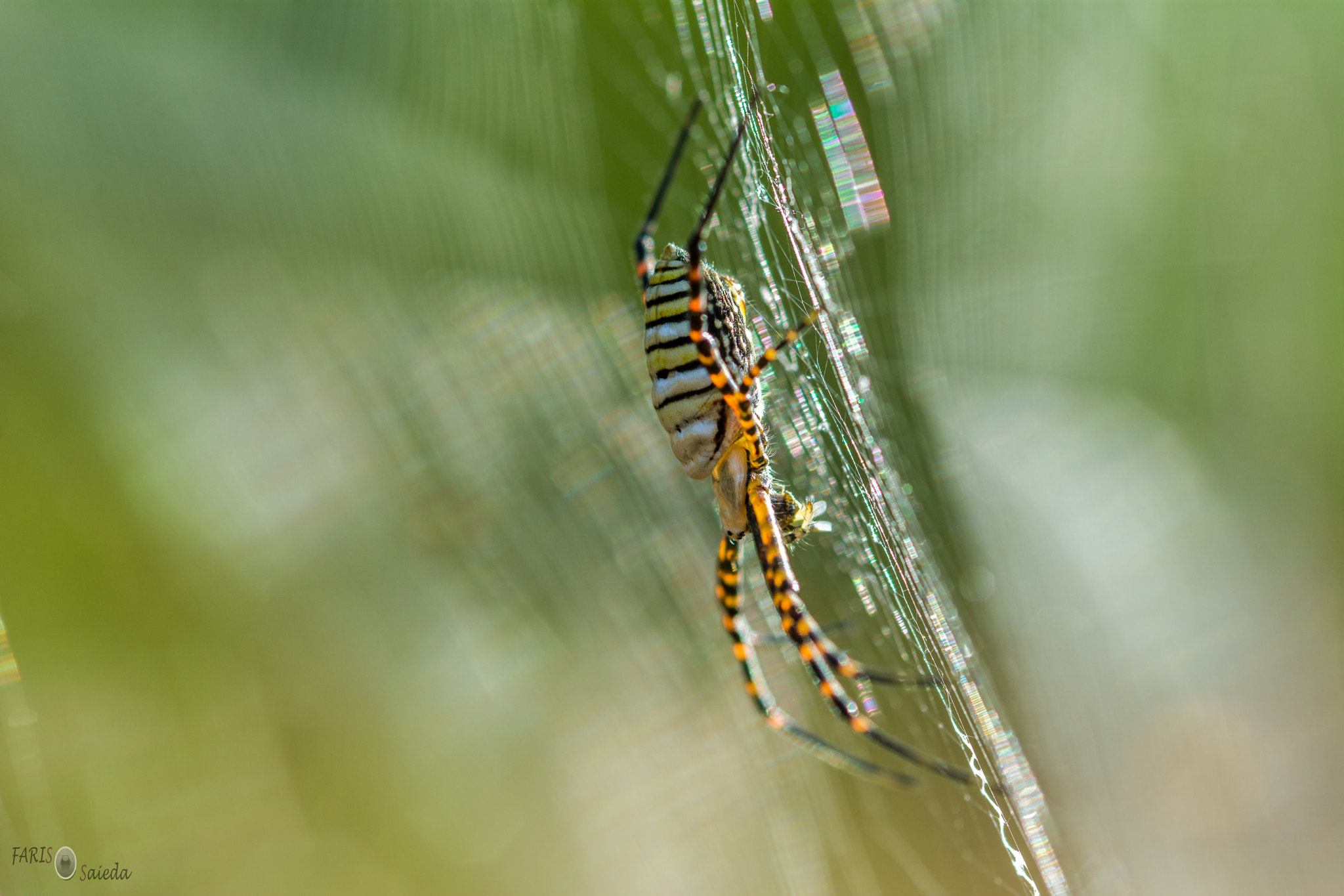 Nikon D7100 + Sigma 105mm F2.8 EX DG Macro sample photo. Dsc photography