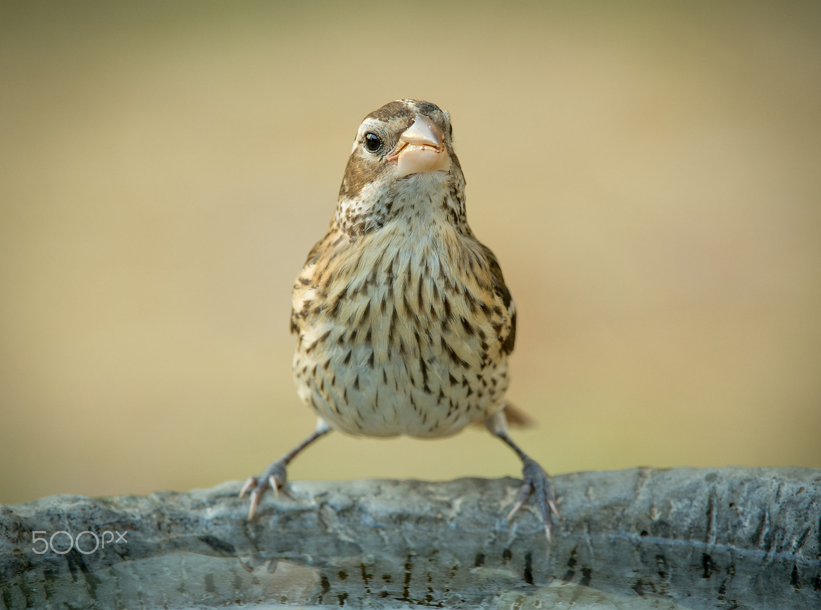 Nikon AF-S Nikkor 200-400mm F4G ED-IF VR sample photo. Good morning world! photography
