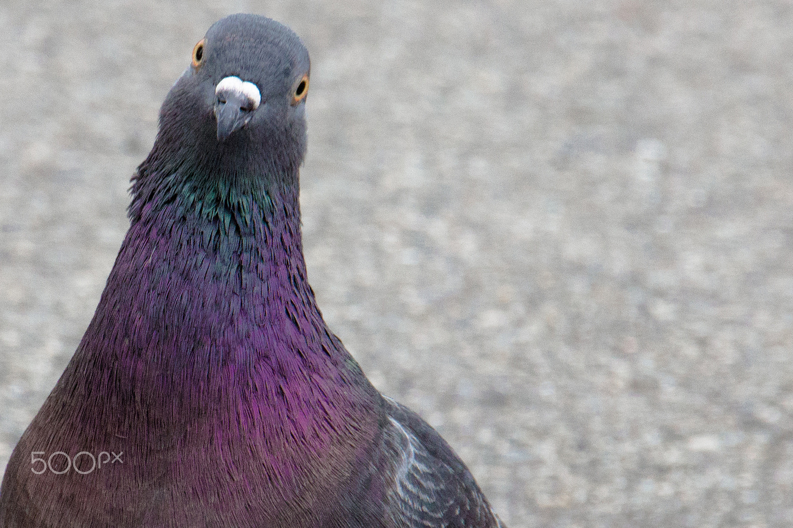 Sigma 18-250mm F3.5-6.3 DC OS HSM sample photo. Dove of the line of sight photography