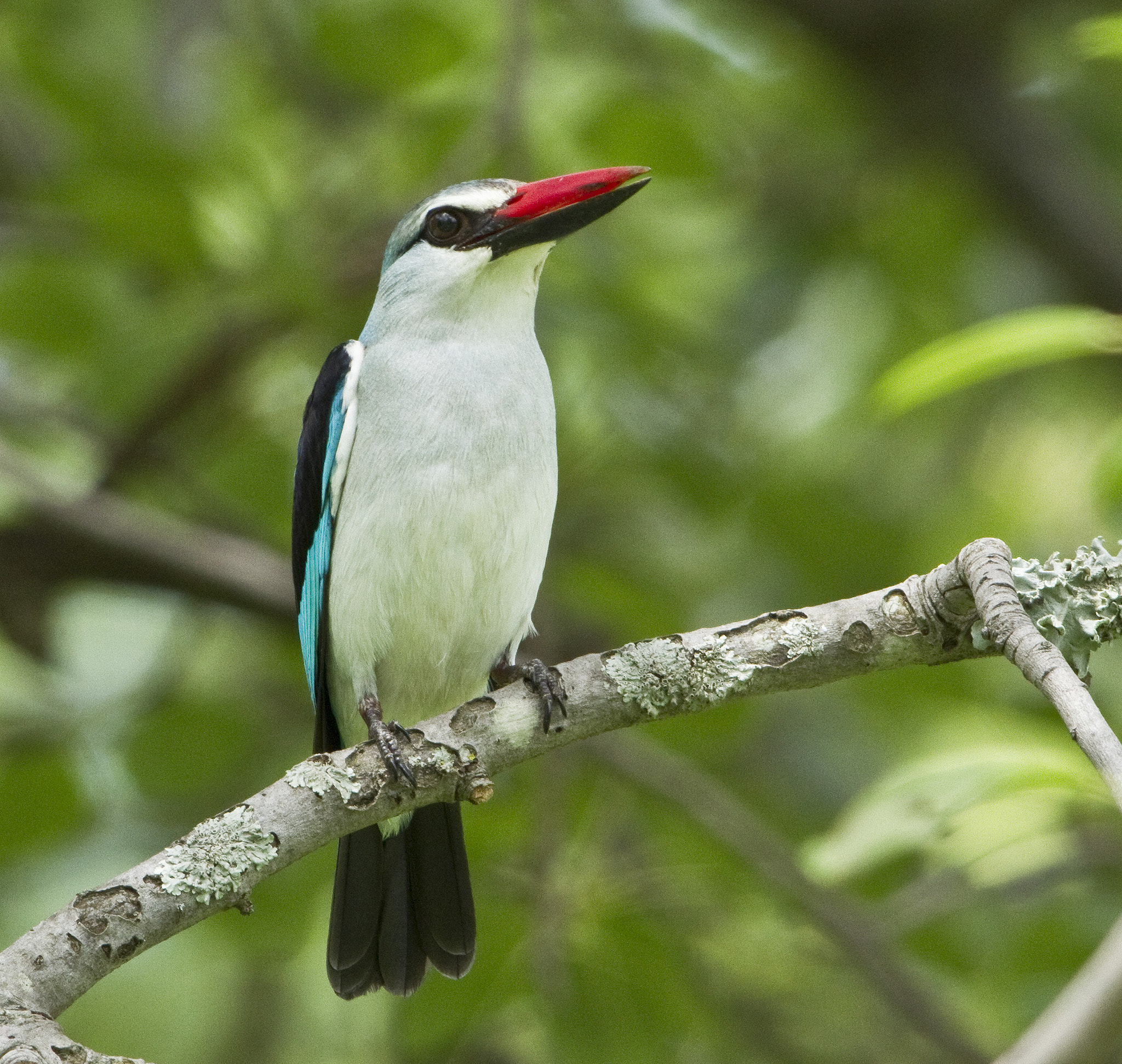 Canon EF 500mm f/4.5L sample photo. Woodland kingfisher black horse estate photography