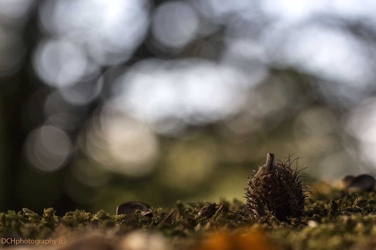 Canon EOS 650D (EOS Rebel T4i / EOS Kiss X6i) sample photo. Fallen photography