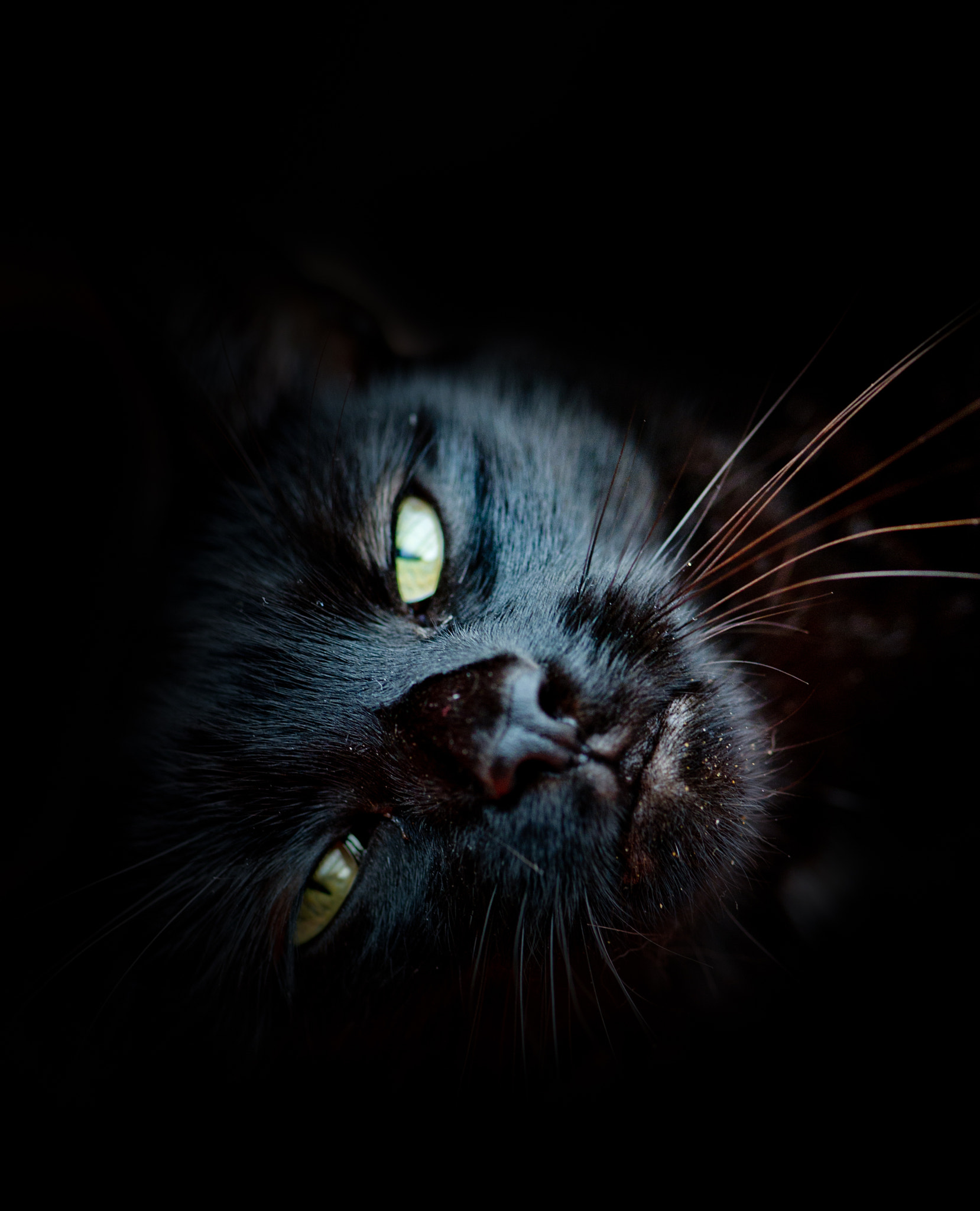 Nikon D3S sample photo. Katzelieged photography