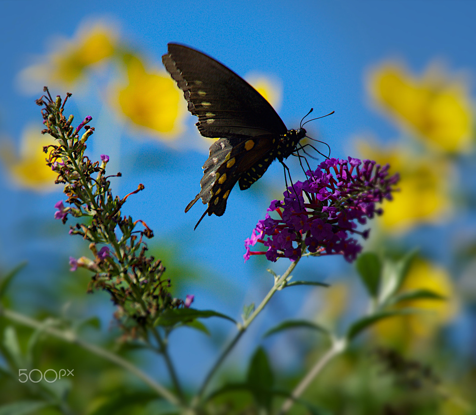 Sony E PZ 18-105mm F4 G OSS sample photo. Butterfly photography