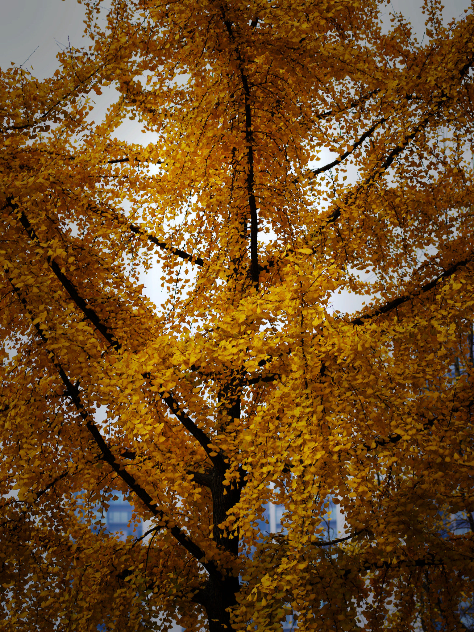 Pentax 645Z + smc PENTAX-FA645 150-300mm F5.6 ED [IF] sample photo. Yellow ginkgo trees autumn photography