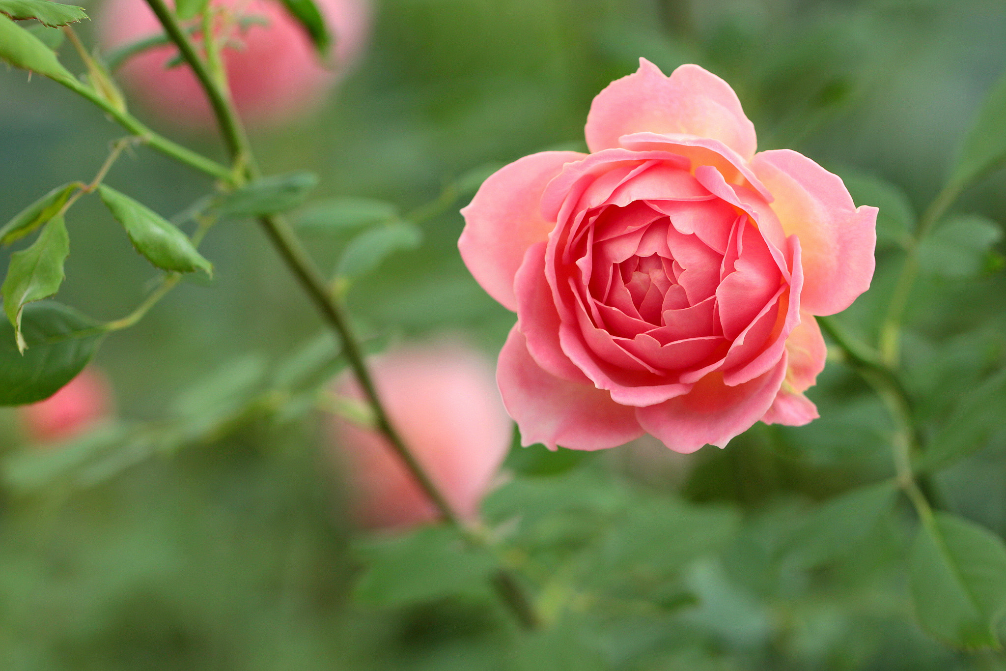 Canon EOS 650D (EOS Rebel T4i / EOS Kiss X6i) sample photo. One photography