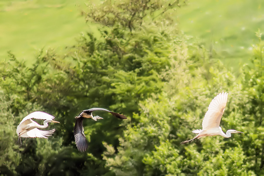 Canon EF 300mm F4L IS USM sample photo. Silberreiher und graureiher im flug photography