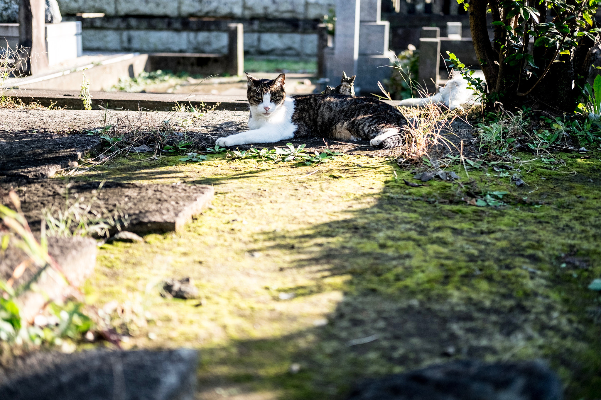Fujifilm X-E2 + Fujifilm XF 35mm F2 R WR sample photo. Cat in taito-ku tokyo photography