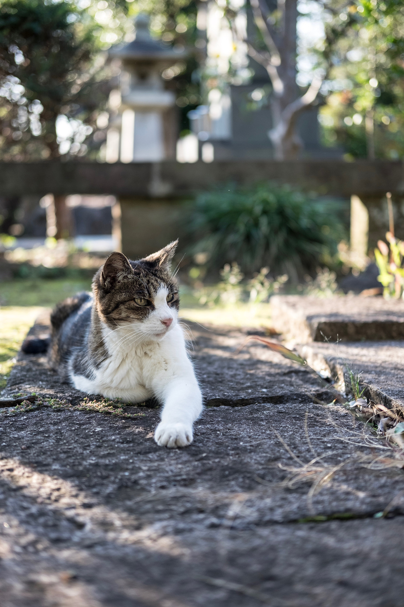 Fujifilm X-E2 + Fujifilm XF 35mm F2 R WR sample photo. Cat in taito-ku tokyo photography