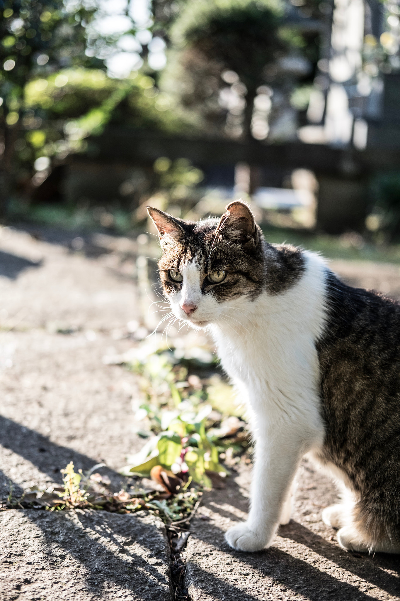 Fujifilm X-E2 + Fujifilm XF 35mm F2 R WR sample photo. Cat in taito-ku tokyo photography