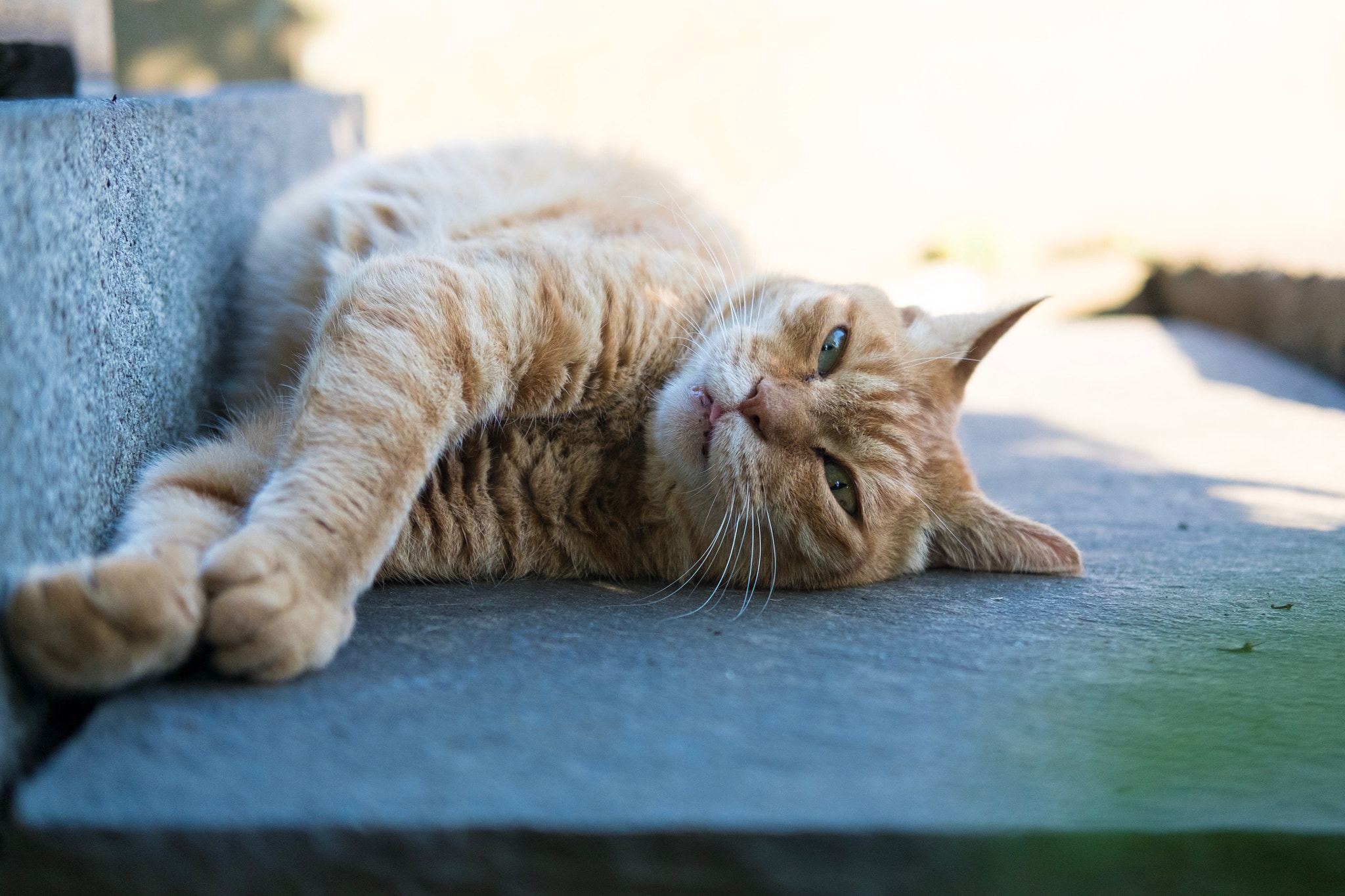 Fujifilm X-E2 + Fujifilm XF 35mm F2 R WR sample photo. Cat in taito-ku tokyo photography