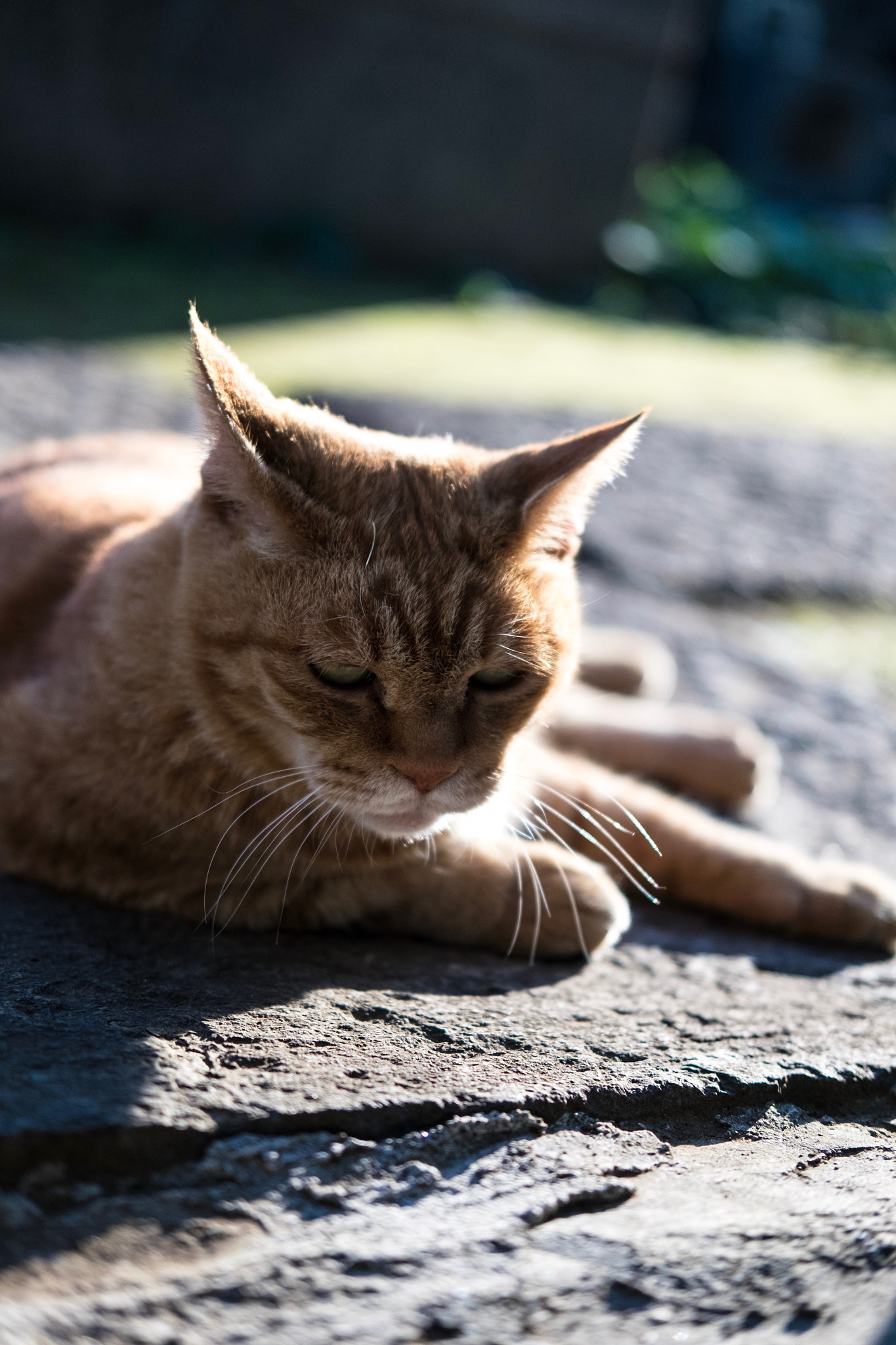 Fujifilm X-E2 + Fujifilm XF 35mm F2 R WR sample photo. Cat in taito-ku tokyo photography