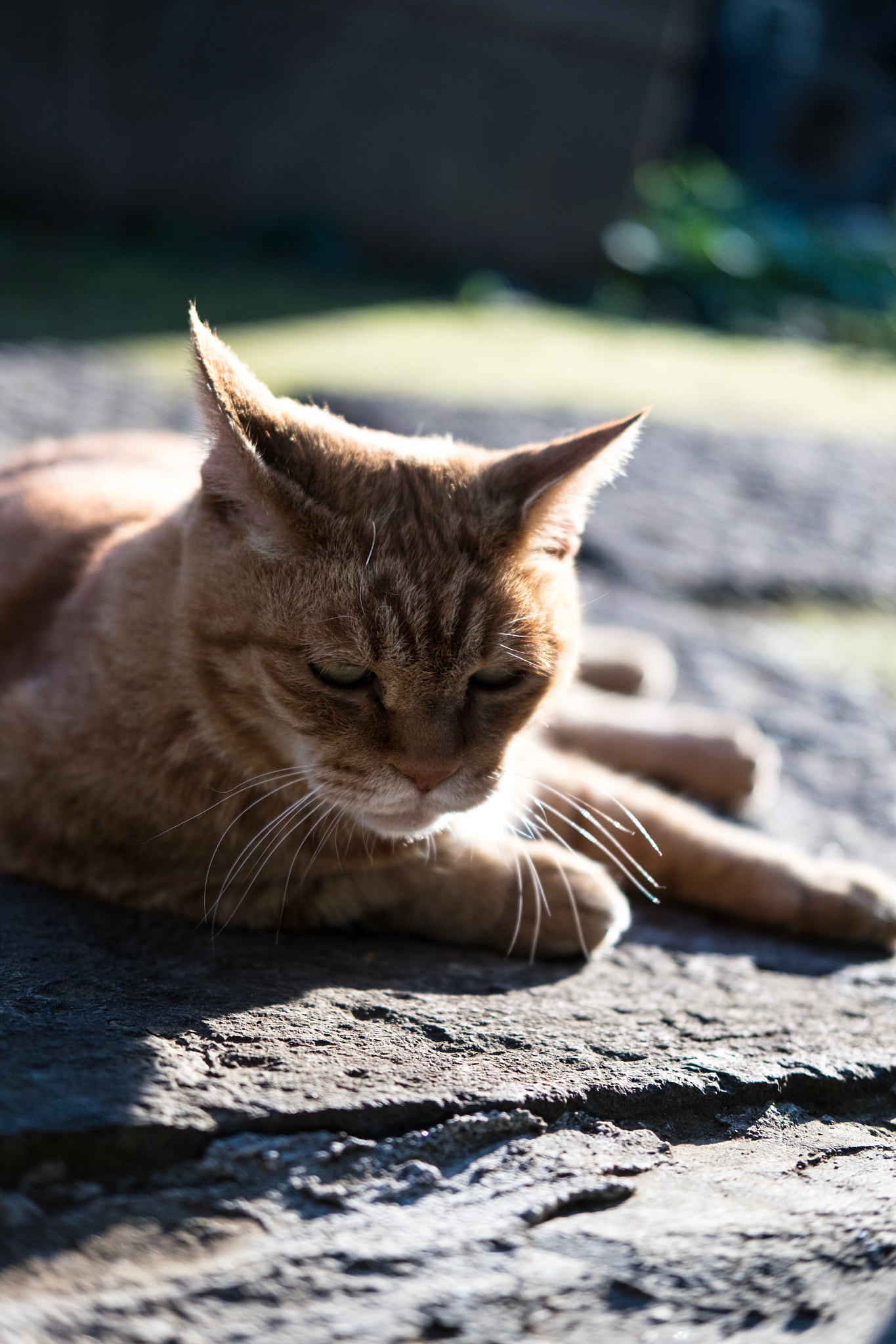 Fujifilm X-E2 + Fujifilm XF 35mm F2 R WR sample photo. Cat in taito-ku tokyo photography