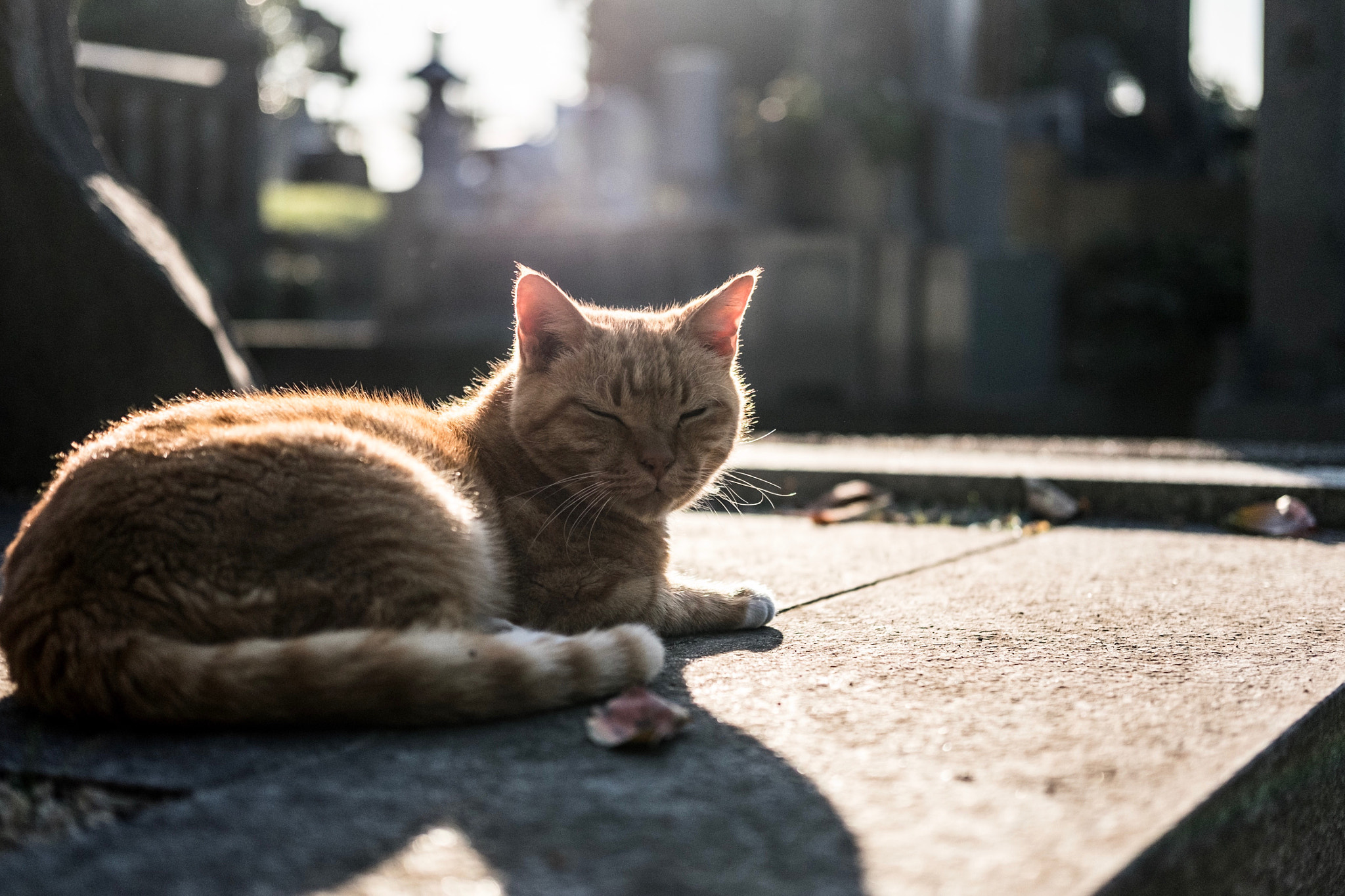 Fujifilm X-E2 + Fujifilm XF 35mm F2 R WR sample photo. Cat in taito-ku tokyo photography