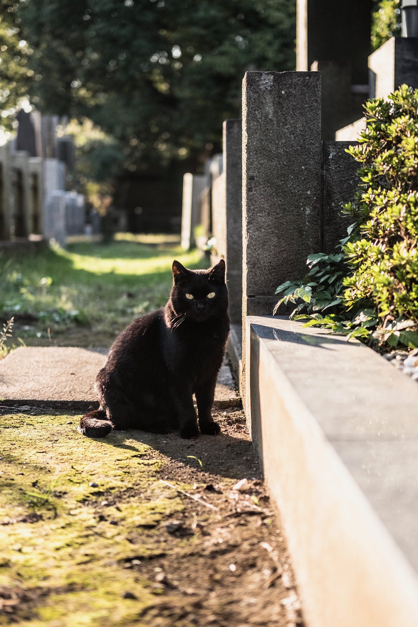 Fujifilm X-E2 + Fujifilm XF 35mm F2 R WR sample photo. Cat in taito-ku tokyo photography