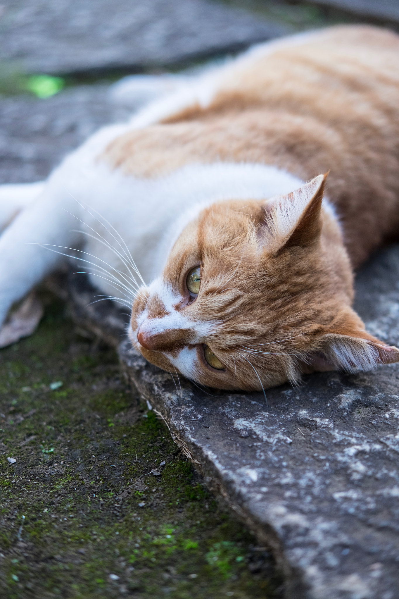Fujifilm X-E2 + Fujifilm XF 35mm F2 R WR sample photo. Cat in taito-ku tokyo photography