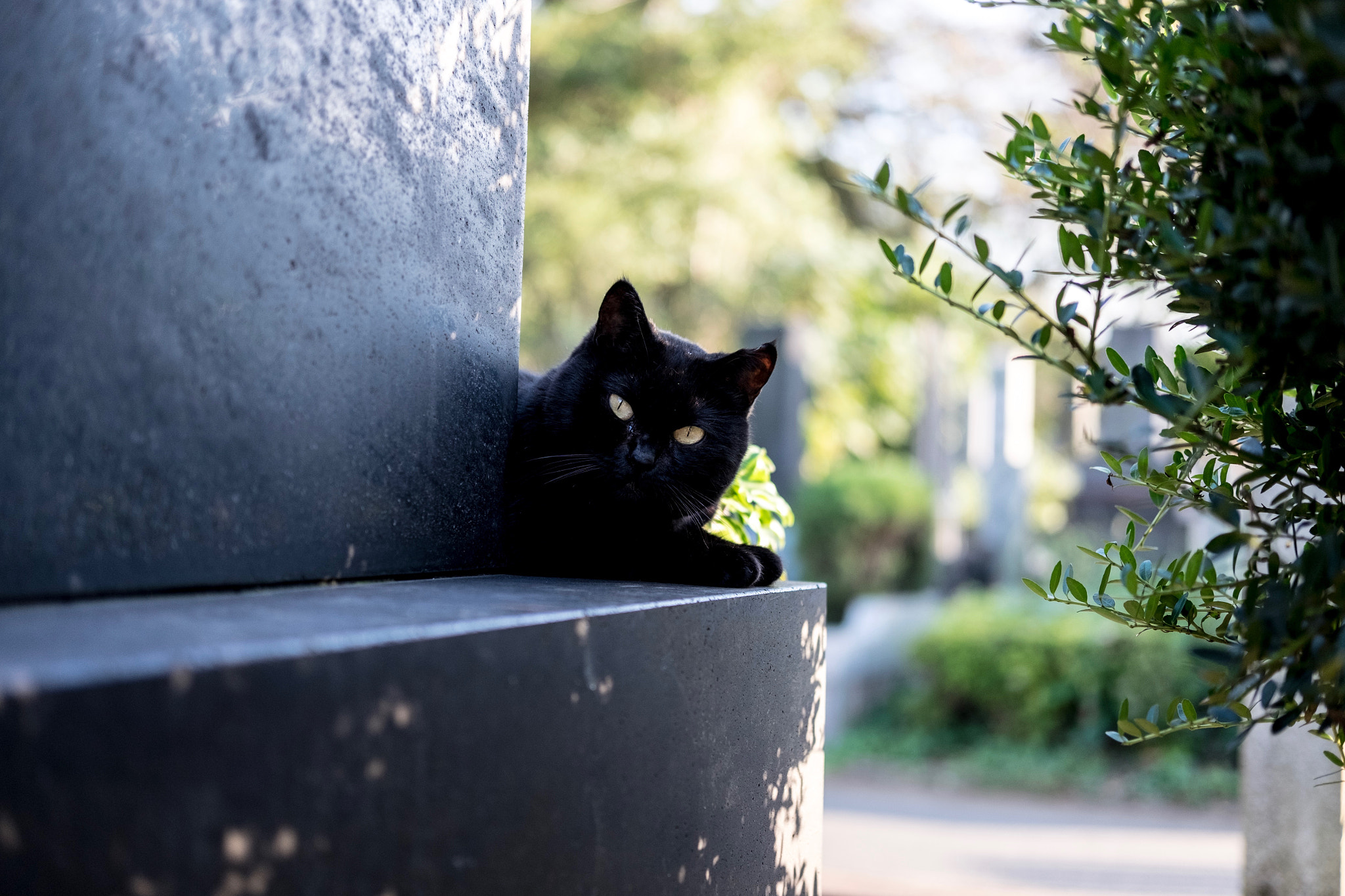 Fujifilm X-E2 + Fujifilm XF 35mm F2 R WR sample photo. Cat in taito-ku tokyo photography