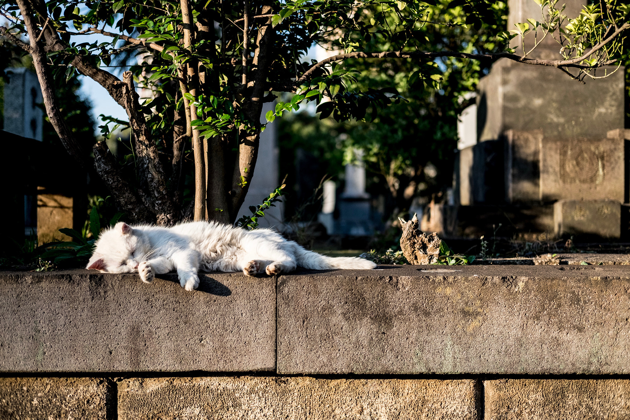 Fujifilm X-E2 + Fujifilm XF 35mm F2 R WR sample photo. Cat in taito-ku tokyo photography