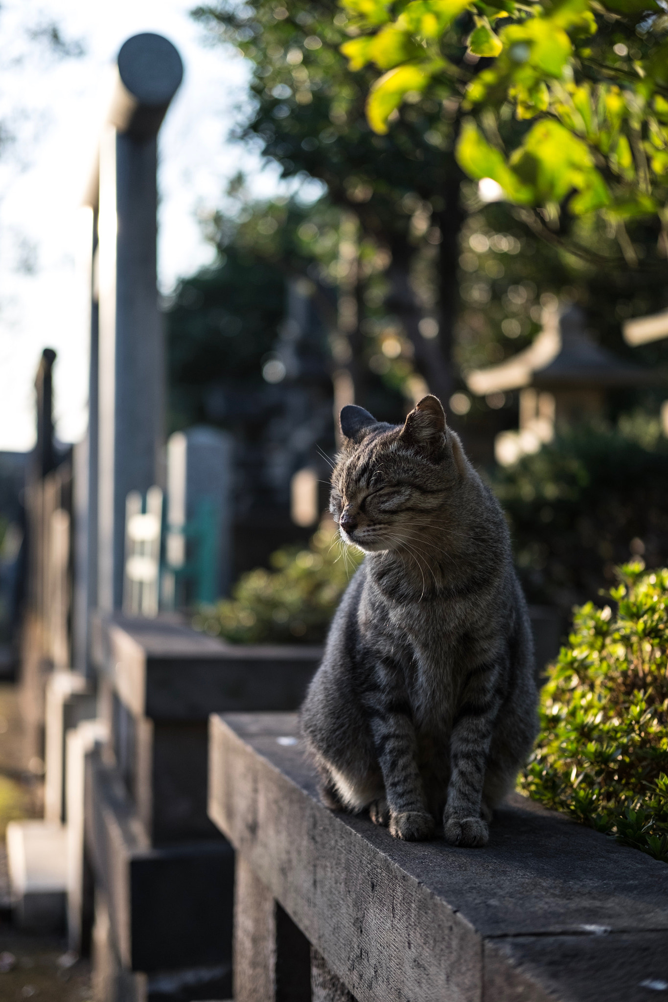 Fujifilm X-E2 + Fujifilm XF 35mm F2 R WR sample photo. Cat in taito-ku tokyo photography