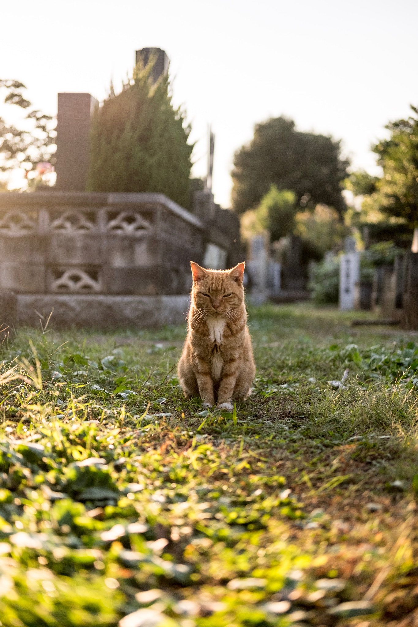 Fujifilm X-E2 + Fujifilm XF 35mm F2 R WR sample photo. Cat in taito-ku tokyo photography
