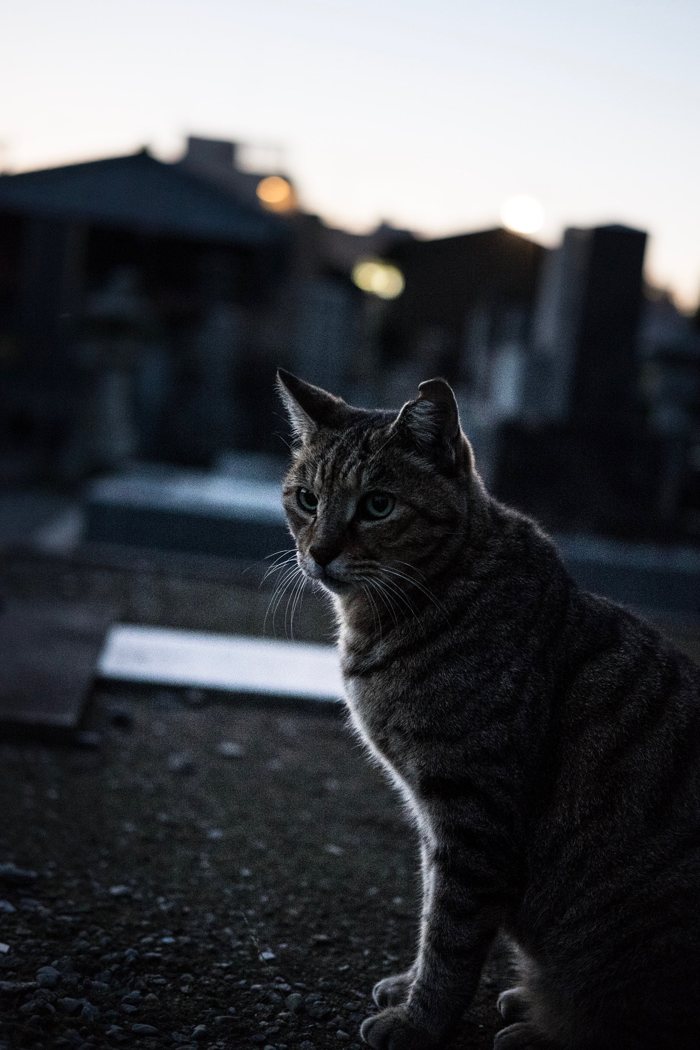 Fujifilm X-E2 + Fujifilm XF 35mm F2 R WR sample photo. Cat in taito-ku tokyo photography