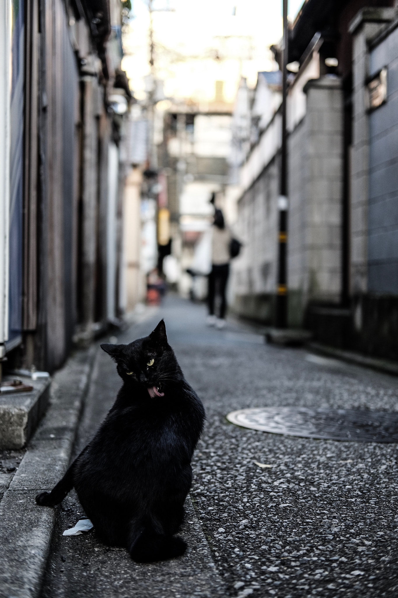 Fujifilm X-E2 + Fujifilm XF 35mm F2 R WR sample photo. Cat in adachi-ku tokyo photography