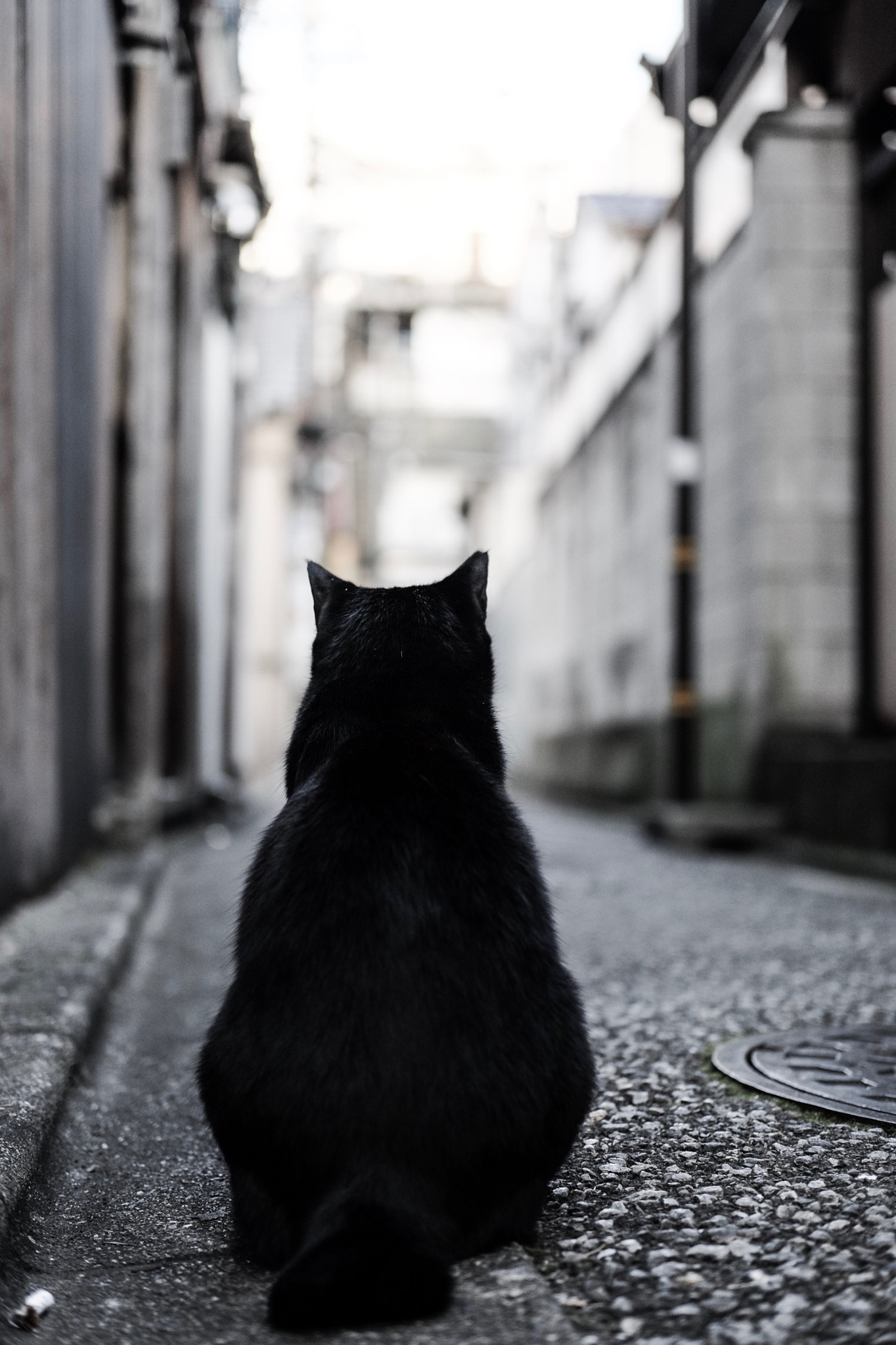Fujifilm X-E2 + Fujifilm XF 35mm F2 R WR sample photo. Cat in adachi-ku tokyo photography