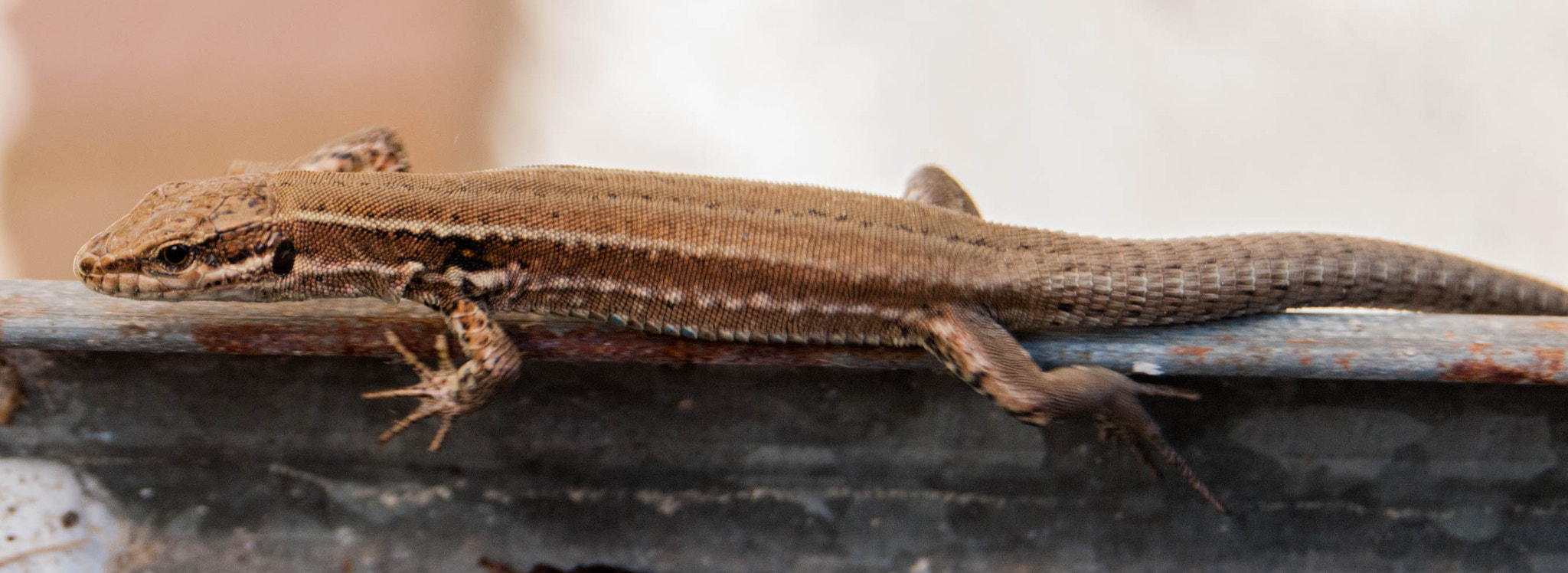 Nikon D300 sample photo. Eidechse/  wildlife photography
