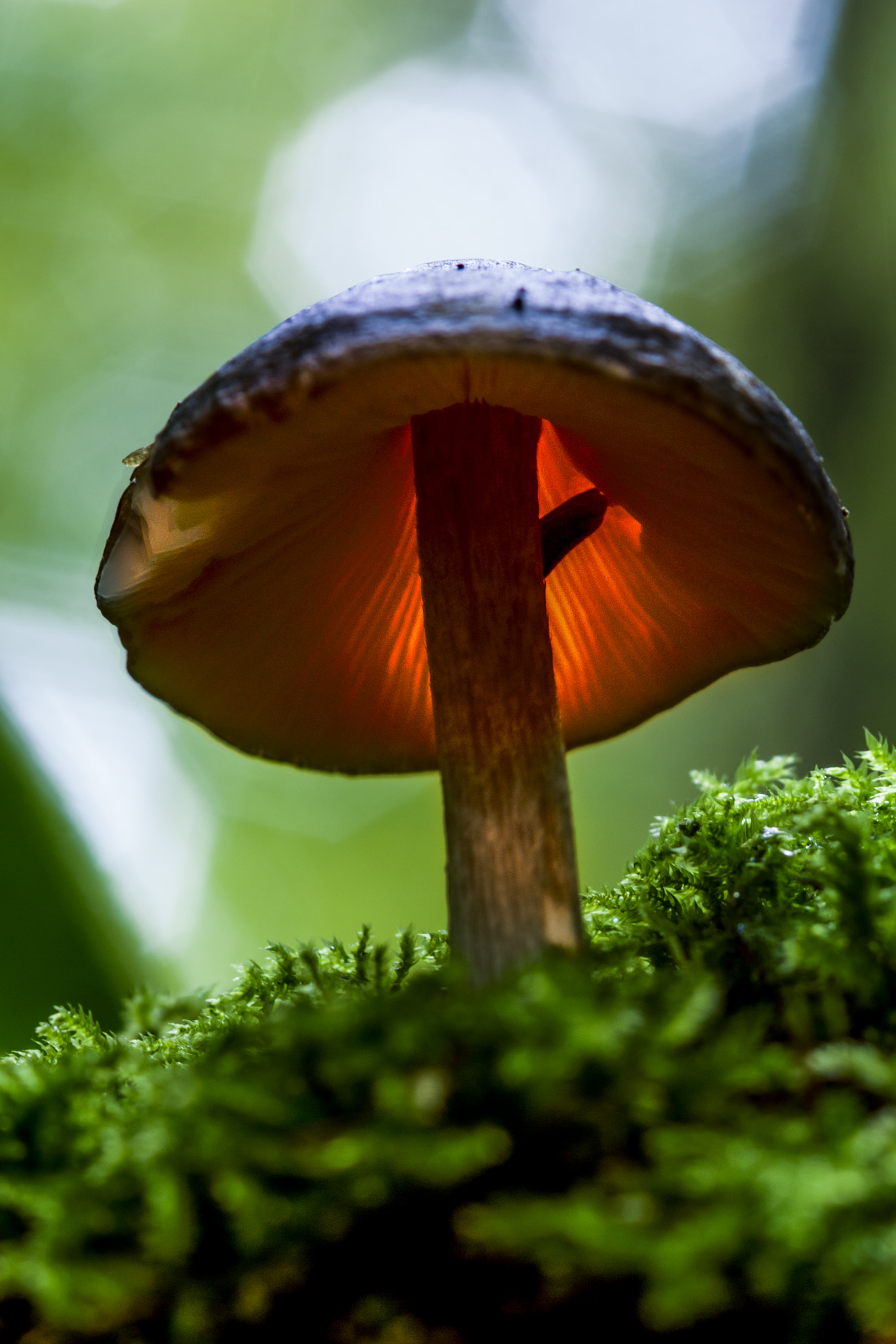 Sony SLT-A65 (SLT-A65V) + Sigma 30mm F1.4 EX DC HSM sample photo. Mushroom photography