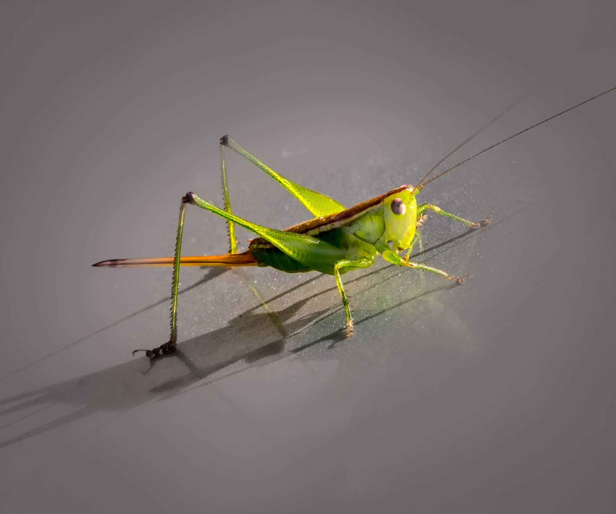 Sony a6300 + Sony FE 70-200mm F4 G OSS sample photo. The grasshopper photography