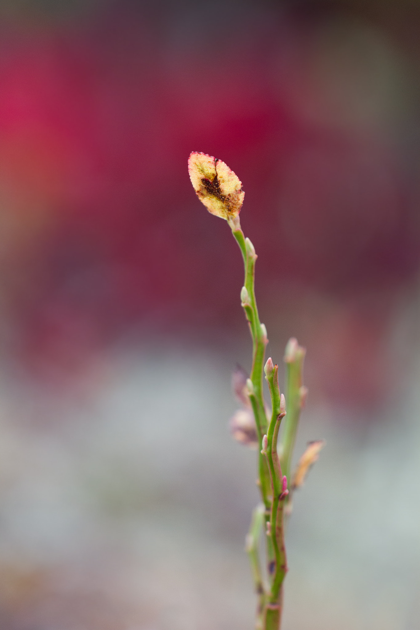 Sigma APO Macro 150mm f/2.8 EX DG HSM sample photo. Autumn colors photography