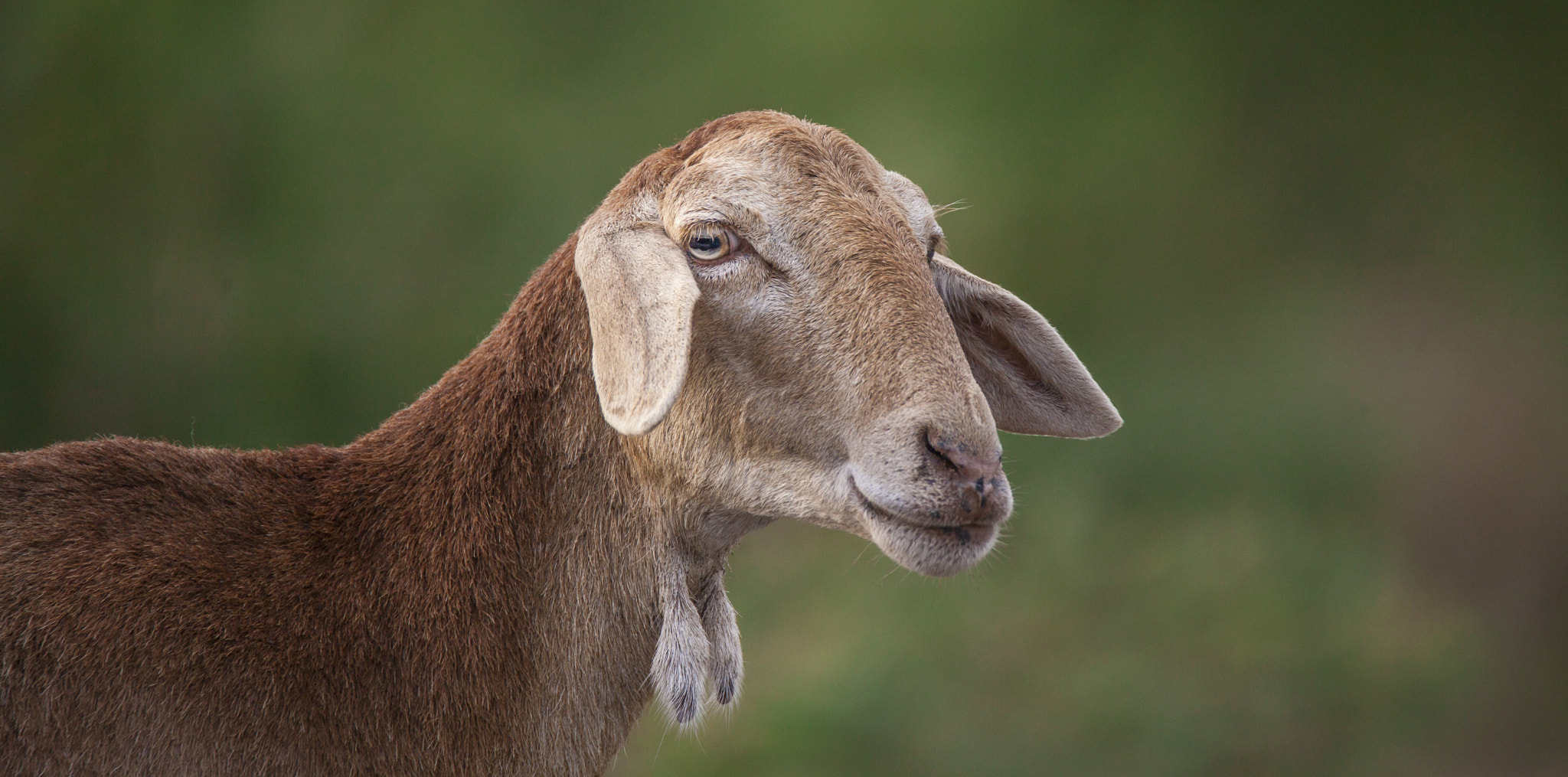 Tamron SP 150-600mm F5-6.3 Di VC USD sample photo. The goat! photography