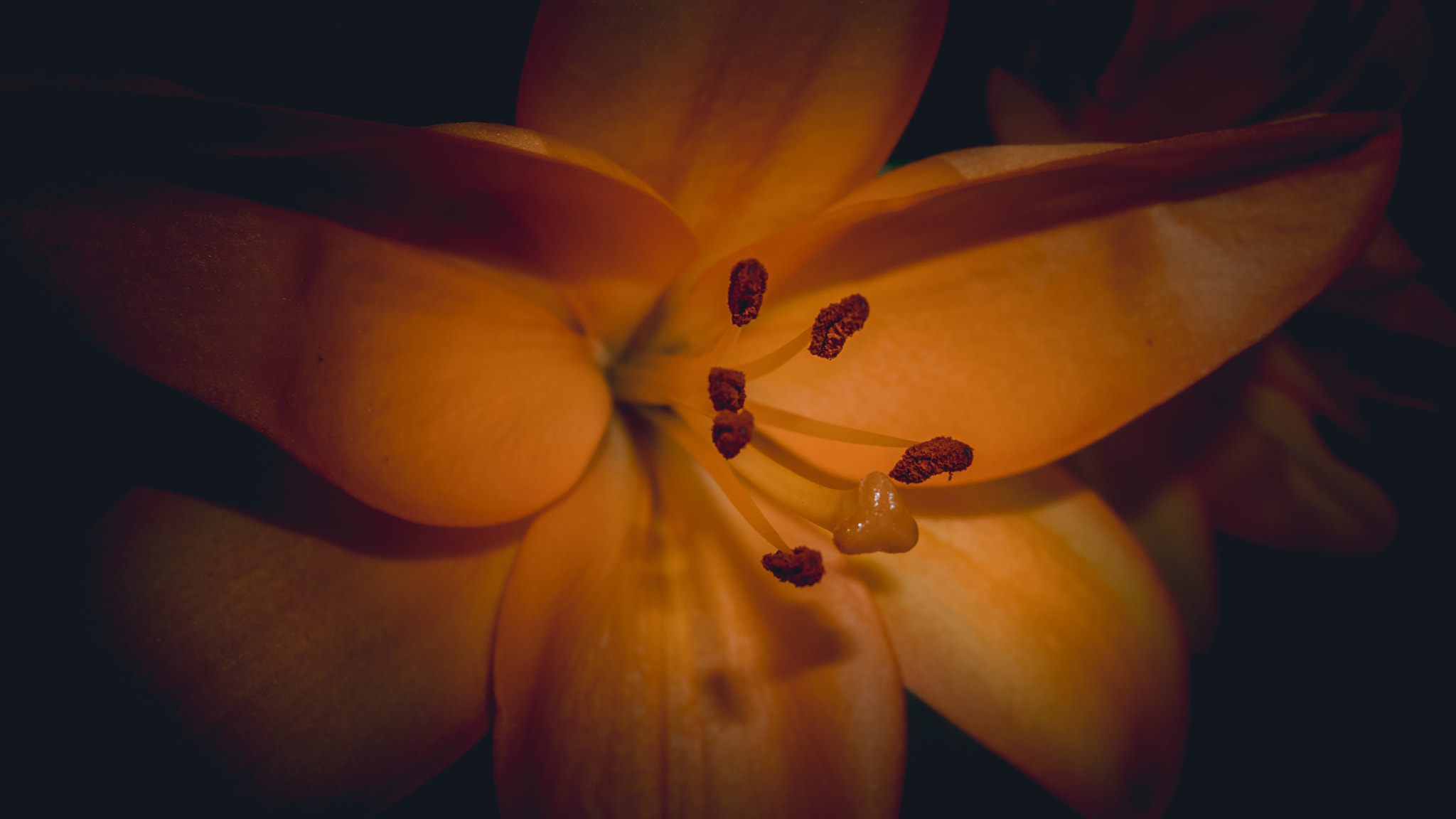 Panasonic Lumix DMC-GX85 (Lumix DMC-GX80 / Lumix DMC-GX7 Mark II) sample photo. Orange lily photography