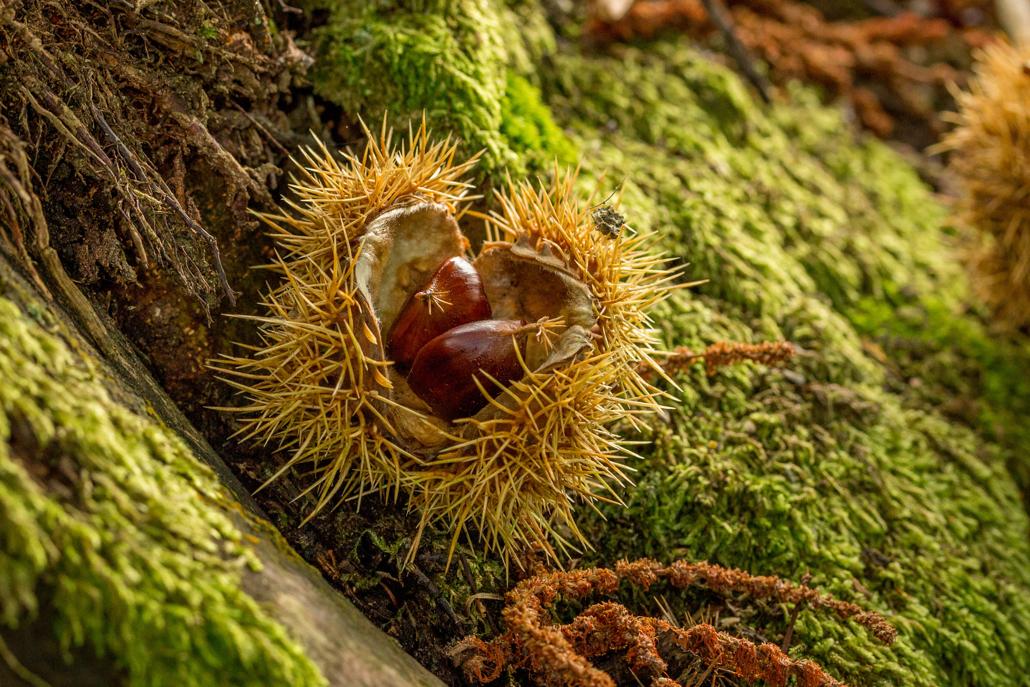 Canon EF-S 60mm F2.8 Macro USM sample photo. Sweet chestnuts photography