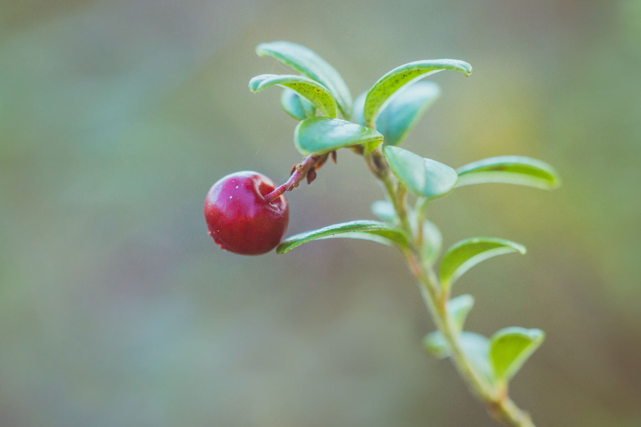 Sigma APO Macro 150mm f/2.8 EX DG HSM sample photo. Lingonberry photography