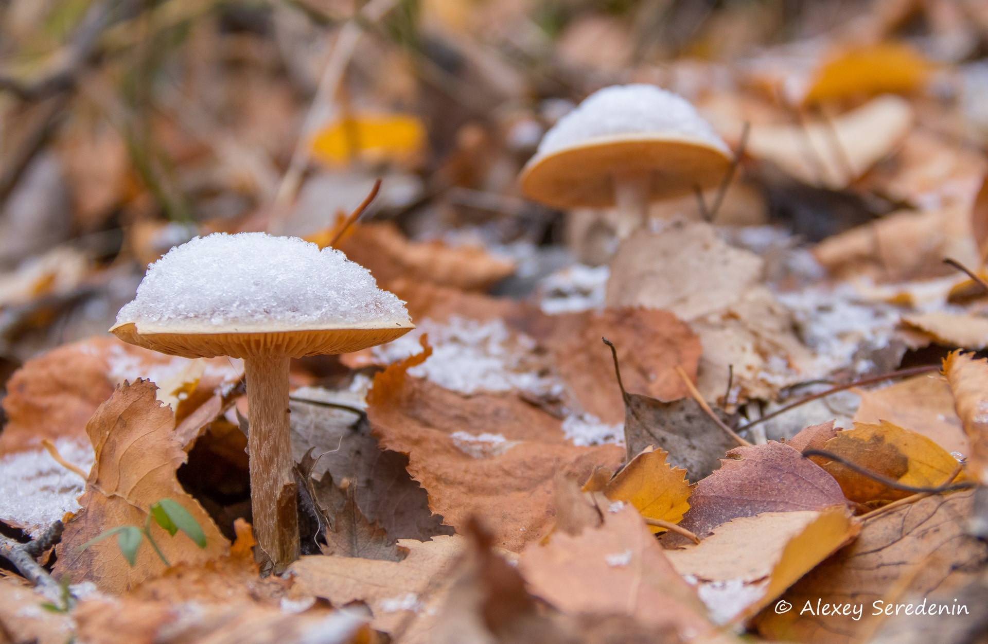 Canon EF-S 18-135mm F3.5-5.6 IS sample photo. Mushrooms before winter. photography
