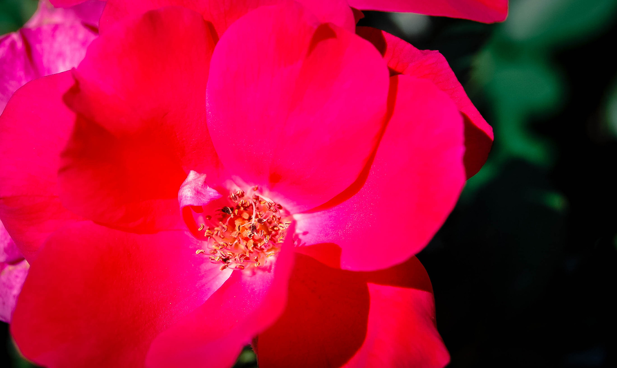 Nikon D40 sample photo