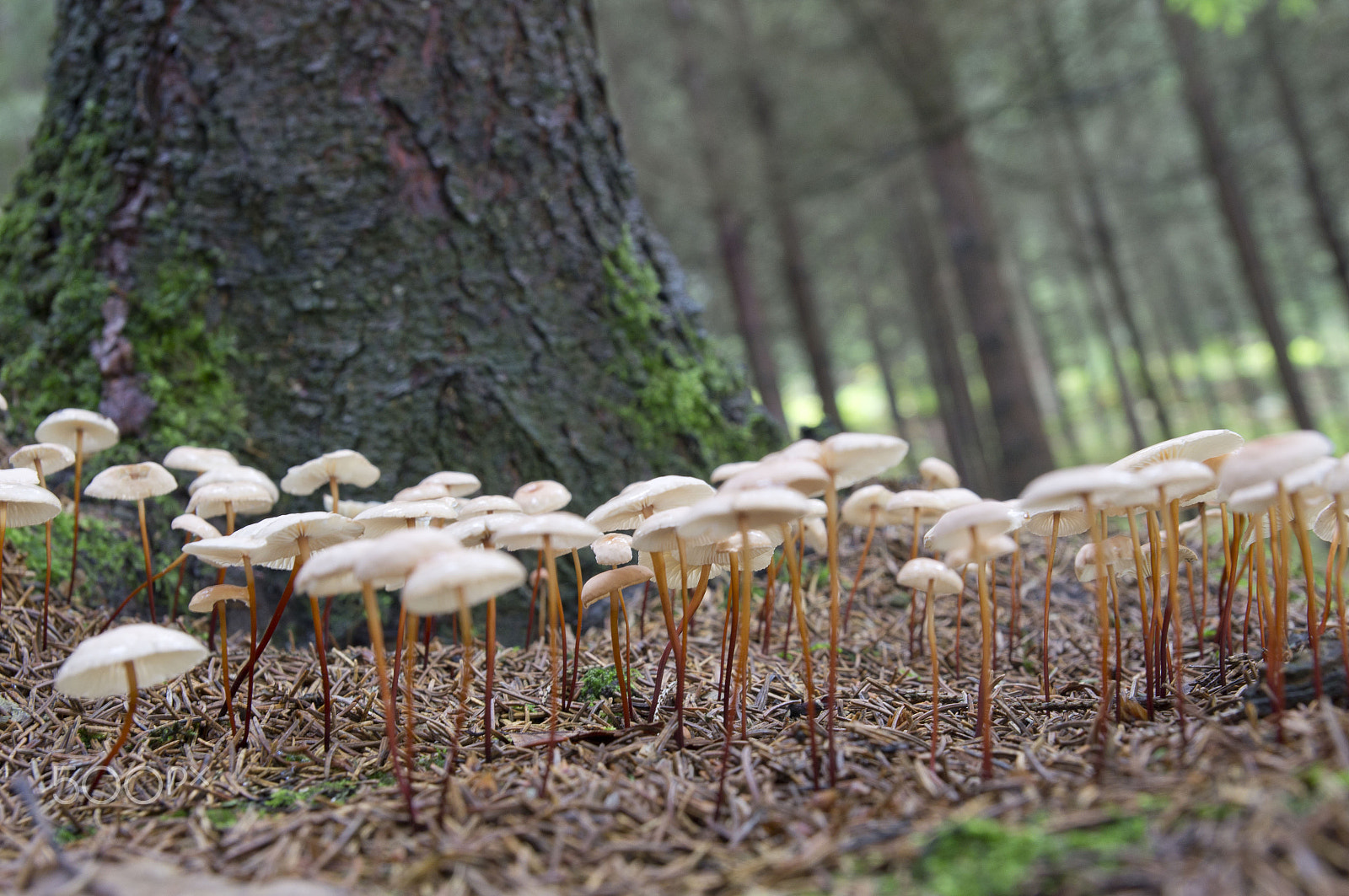 Sony SLT-A55 (SLT-A55V) sample photo. Mushrooms photography