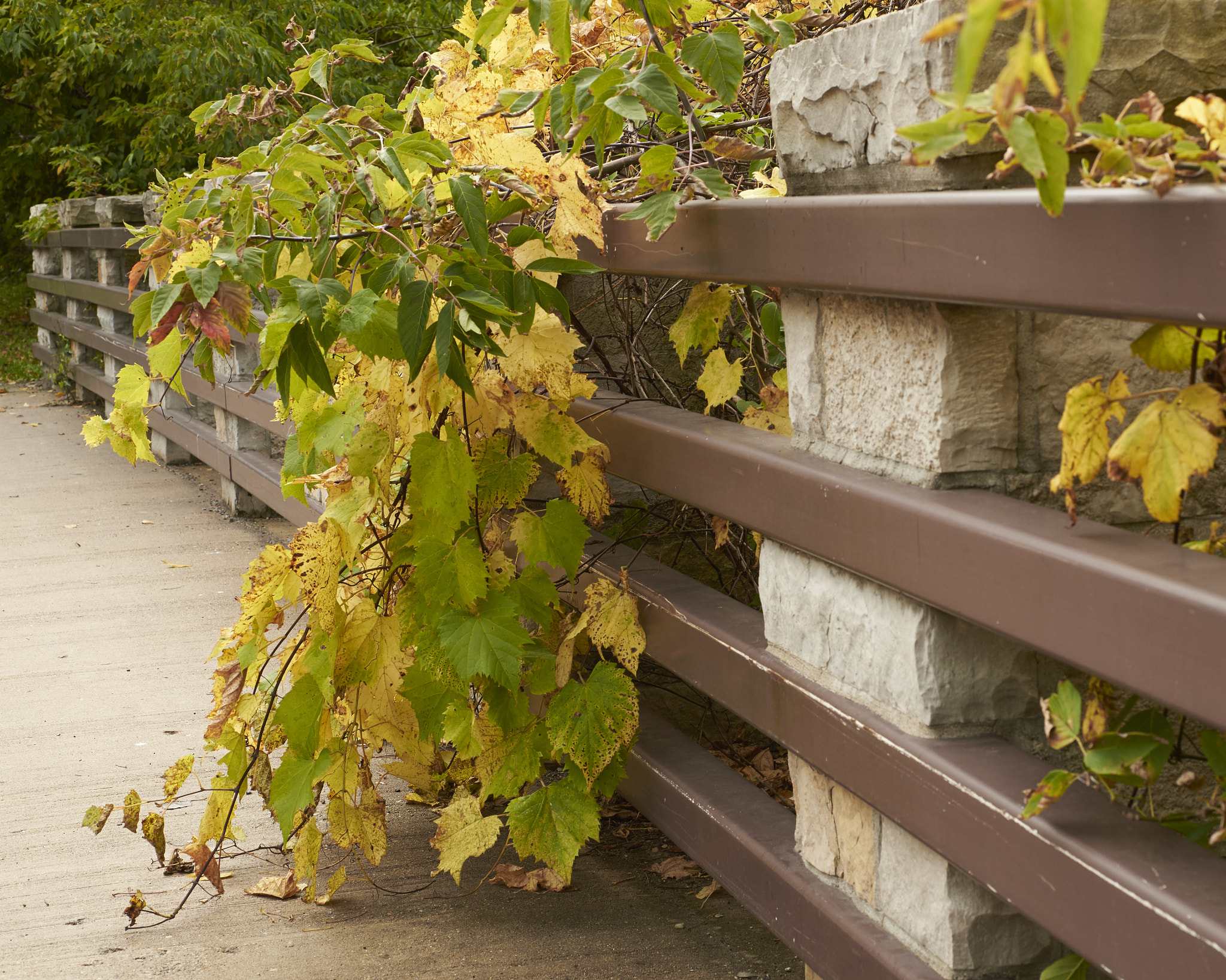 Nikon AF Micro-Nikkor 60mm F2.8D sample photo. Overgrown in fall photography