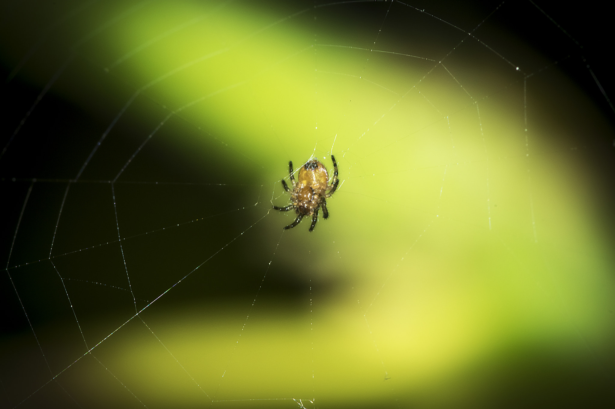 Nikon AF-S Micro-Nikkor 105mm F2.8G IF-ED VR sample photo. Nano monster photography