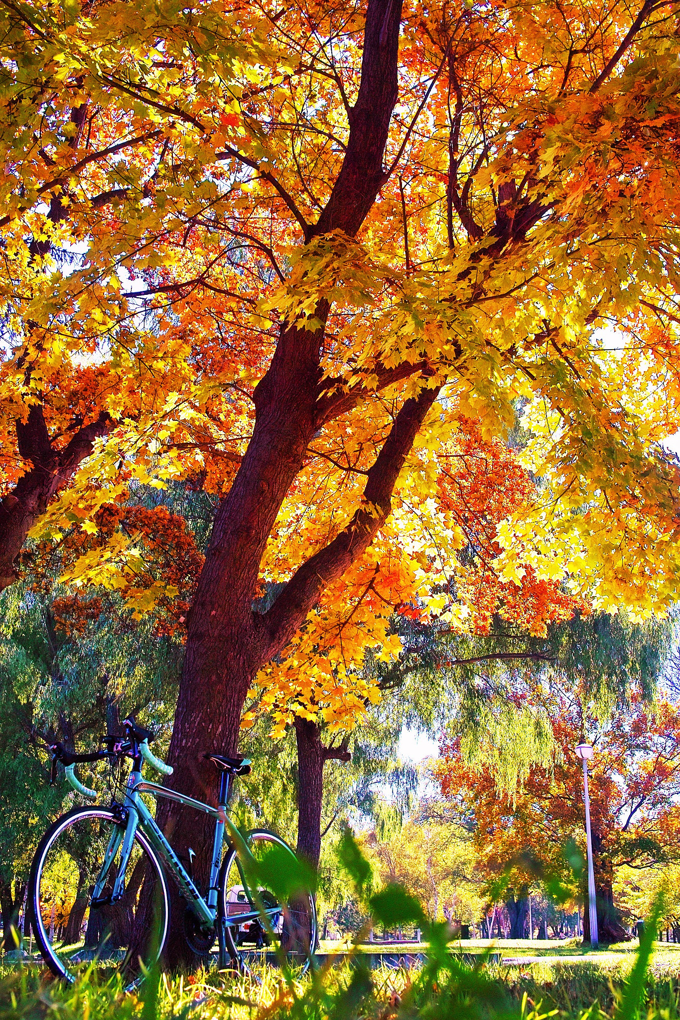 Sigma DP2 sample photo. My cycle, my life. photography
