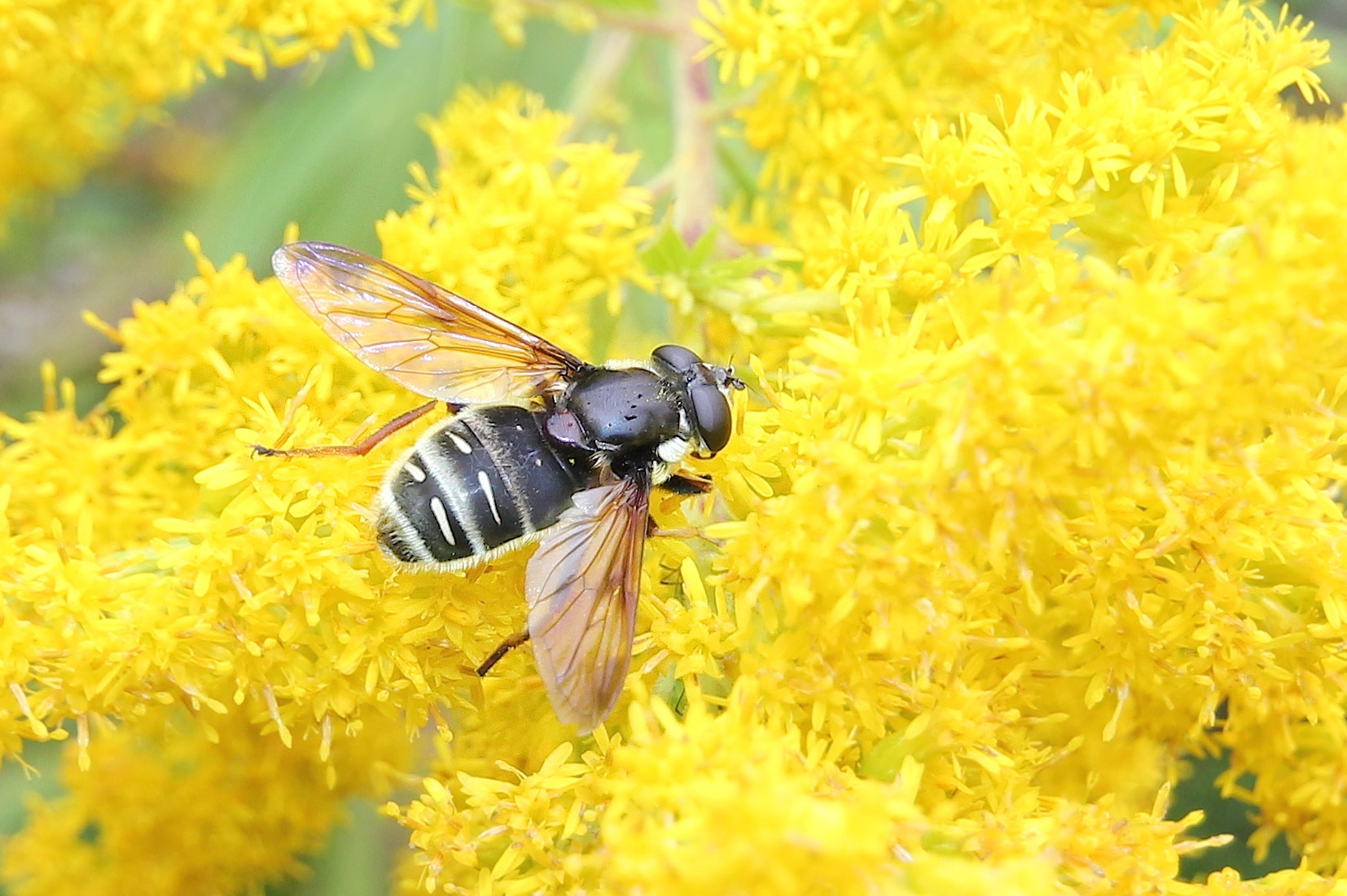 Sigma 10-20mm F4-5.6 EX DC HSM sample photo. Snacking on goldenrod photography