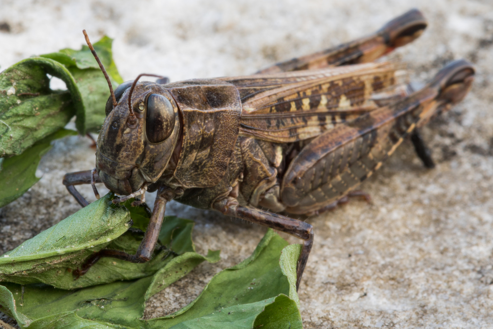 Sigma 105mm F2.8 EX DG OS HSM sample photo. Grasshopper photography